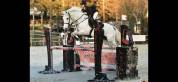 Cheval à vendre - Hongre maitre d'école de 17 ans