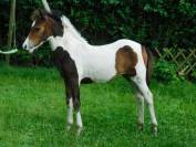 Poney Pouliche Welsh B