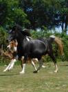 Poney Pouliche Welsh B