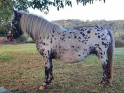 Pouliche Poney Welsh B