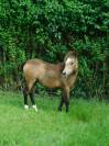 Pouliche Poney Welsh B