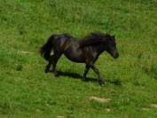 Poney Pouliche Shetland A