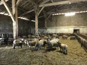 Schapen exploitatie Koop Charente