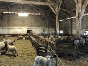 Schapen exploitatie Koop Charente