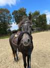 Ponette OC D