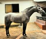 Intero PRE Andaluso In vendita 2021 Grigio