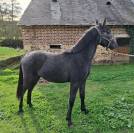 Onlystar