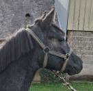 Onlystar