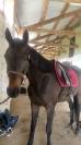 Cheval à vendre