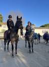 Cheval à vendre