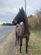 Cheval à vendre