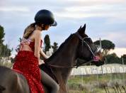 Cheval à vendre