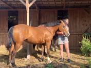 Vends ponette C 13 ans