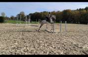Poney pure sang Arabe, passeport pucé et vacciné