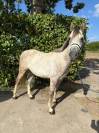 Poney pure sang Arabe, passeport pucé et vacciné