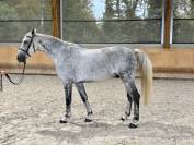 Superbe Hongre gris de 10 ans - SF- CSO/LOISIR
