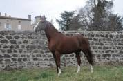 Étalon AA à vendre