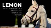 Cavalla Cavallo da Sport Irlandese In vendita 2018 Palomino ,  Tullabeg Fusion