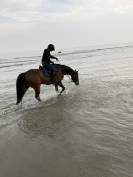 Cheval SF 17 ans