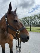 Cheval SF 17 ans