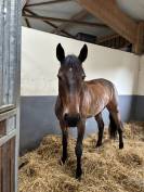 Cheval SF 17 ans
