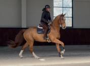 Hongre de 5 ans CSO
