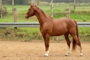 Hongre de 5 ans CSO
