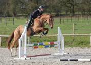 Hongre de 5 ans CSO