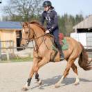 Hongre de 5 ans CSO