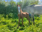 Pouliche OC Connemara part bred