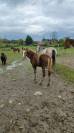 Pouliche OC Connemara part bred