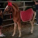 Pouliche OC Connemara part bred