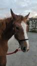 Pouliche OC Connemara part bred