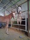 Pouliche OC Connemara part bred