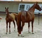 Veulen (vr) Selle Français Te koop 2025 Vos