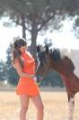 Caballo entero PFS Poni Françés de Silla En venta 2016 Pío