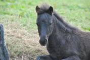Superbe poulain à vendre