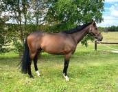 Cheval de compétition 8 ans - Pro 2, Amateur Élite