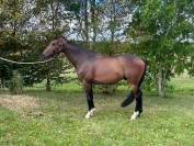 Cheval de compétition 8 ans - Pro 2, Amateur Élite