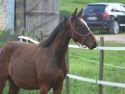 Top ponette 3 ans pour Dressage et CCE