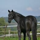 Jument KWPN 4 ans par GLAMOURDALE