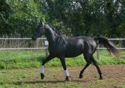 Jument KWPN 4 ans par GLAMOURDALE