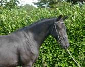 Jument KWPN 4 ans par GLAMOURDALE