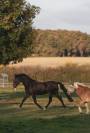 Petit cheval à vendre