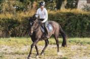 Petit cheval à vendre