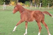 Pouliche 2025 Narcos ll x Voltaire