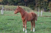 Pouliche 2025 Narcos ll x Voltaire