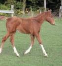 Pouliche 2025 Narcos ll x Voltaire
