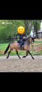 Je vends une jument espagnole de 13 ans
