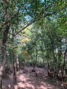 Superbe propriété Maison, stabulation, 2 hectares foret